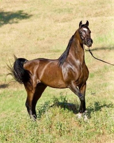 قبيلة بليّ:  صهيل الجنوب اليعربي وعبق التاريخ الموغل في القِدم